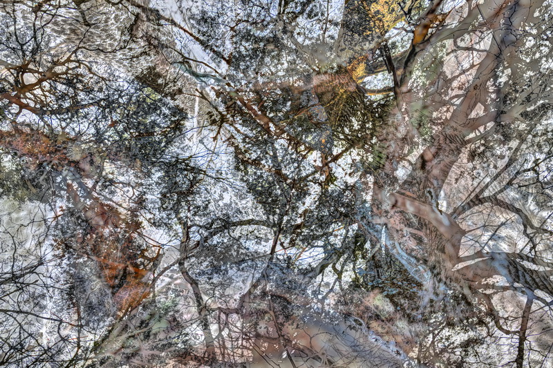 wald6